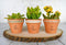 My Urban Crafts 16 Pcs Small Mini Clay Pots 2.5” x 3” Terra Cotta Pots Terracotta Cactus Flower Pots Ceramic Pottery Planters Succulent Nursery Pots for Indoor/ Outdoor Plants, Crafts, Wedding Favors