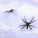 Halloween Spider Webs Stretchable Indoor & Outdoor Spooky Cobwebs with 25 Fake Spiders Halloween Decorations