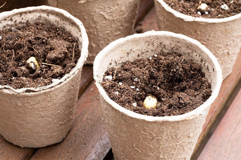 100 Recycled Paper Planting peat Pot 3"- Perfect for Starting Seeds and transferring to Garden Without Damage to Roots. 100% Biodegradable and eco Friendly.