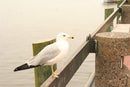 White Seagull Portrait